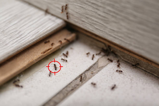 Best Pest Prevention Services  in , MN