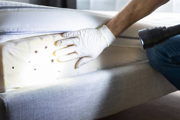 Best Cockroach Control Services  in , MN